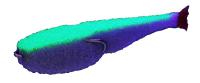 Поролоновая рыбка Lex Paralonium Classic Fish CD UV 11 LGBB (сиреневое тело/зеленая спина/красный хвост)