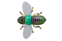 Воблер Jackall Bug Dog 37mm 3.1g Green Kanabun