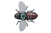 Bug Dog