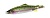 Блесна DUO Spearhead Caldera Rockback 24g ASA4036 Rainbow