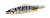 Блесна DUO Spearhead Caldera Rockback 24g ADA4055 Chart Back Yamame OB