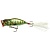 Воблер Daiwa Prorex Mini Popper 55F Live Brown Trout 5.5cm 5.7g