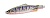 Блесна DUO Spearhead Caldera Rockback 24g ADA4068 Yamame Red Belly